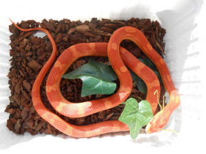 Amelanistic Banded