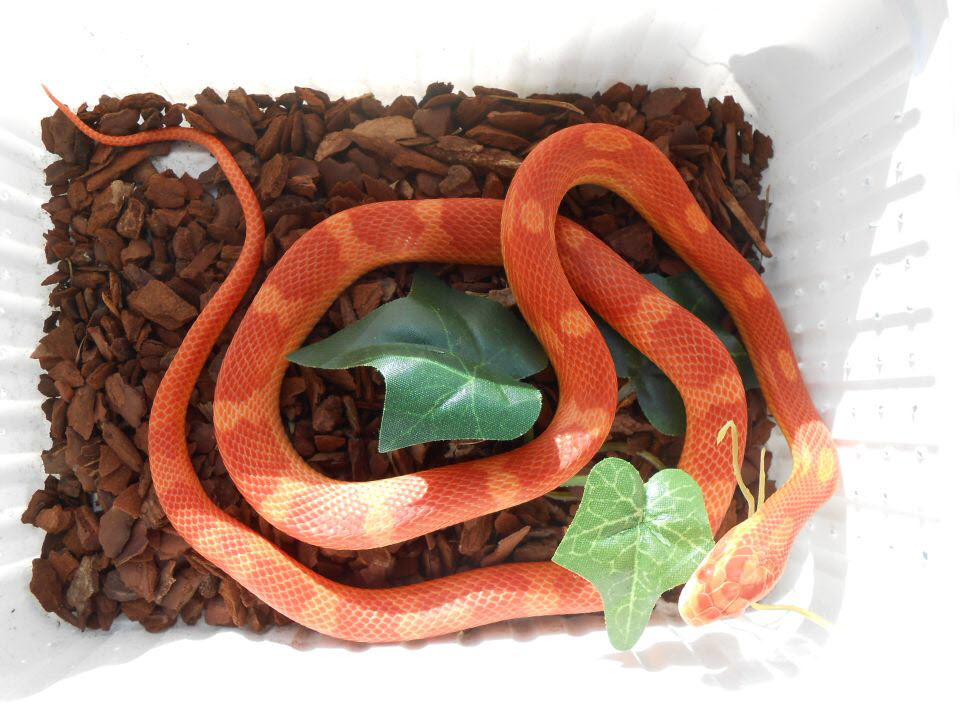Amelanistic Banded