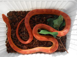 Amelanistic motley x striped