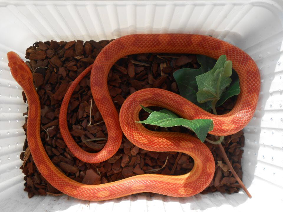 Amelanistic motley x striped