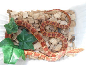 Hypo Bloodred