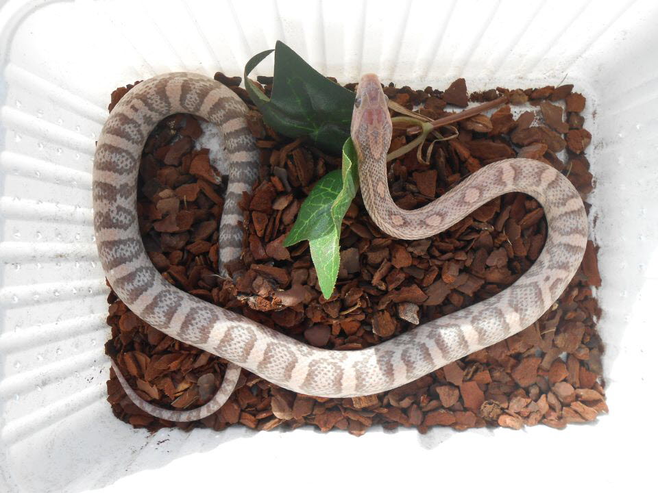 Hypo Lavender