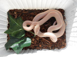 Opal motley x striped