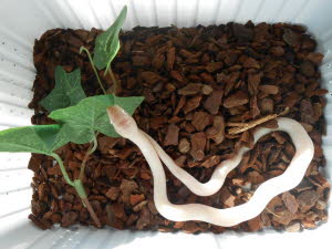 Albino Kkennatter