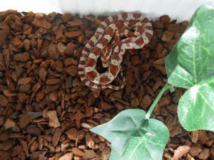 Hypo Miami