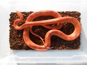Amelanistic motley x striped