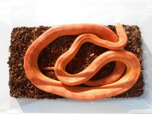 Amelanistic motley x striped