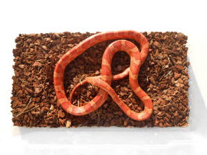 Hypo Bloodred