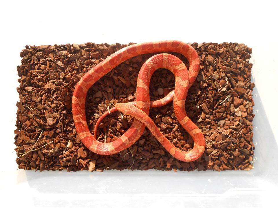Hypo Bloodred