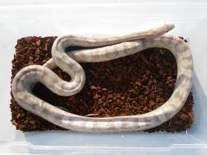 Hypo Lavender 
