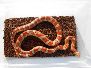 Hypo Miami 