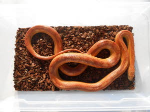 Wildtyp motley x striped