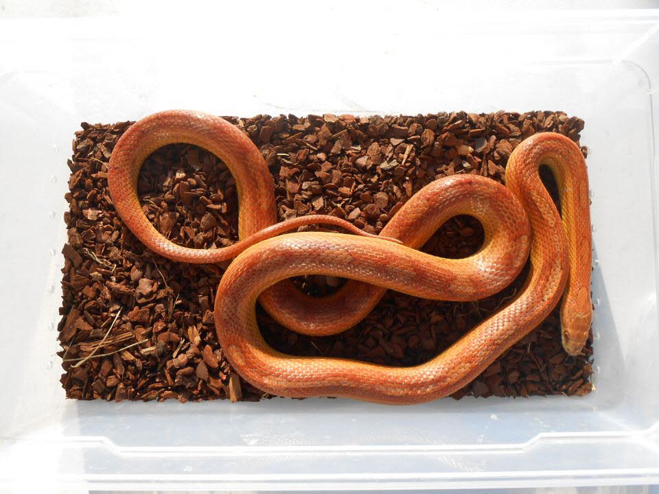 Wildtyp motley x striped